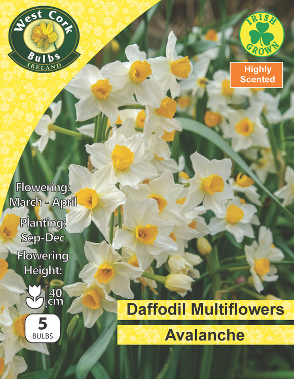 Daffodil Avalanche