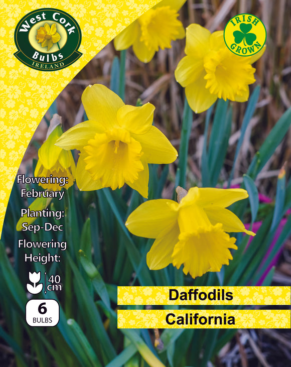 Daffodils Yellow Trumpet 'California' - Green's of Ireland Online Garden Shop.  Flower Bulbs, West Cork Bulbs, Daffodil Bulbs, Tulip Bulbs, Crocus Bulbs, Autumn Bulbs, Bulbs, Cheap Bulbs