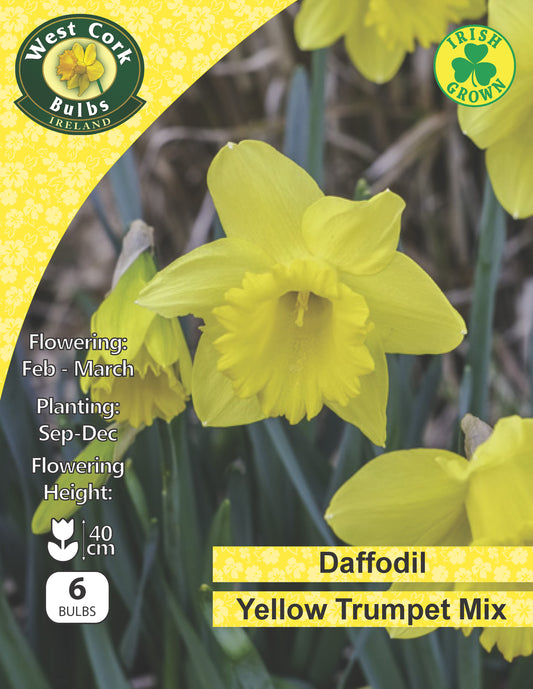 Daffodil Yellow Trumpet Mix