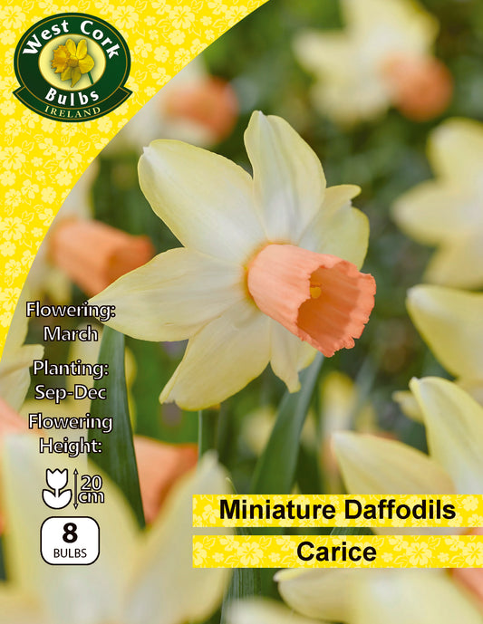 Daffodil Dwarf 'Carice'