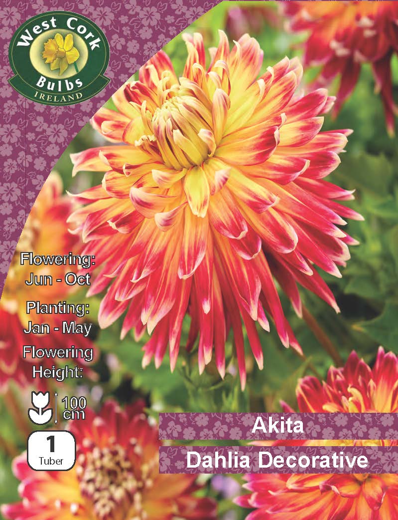 Dahlia Decorative 'Akita' - Green's of Ireland Online Garden Shop.  , Greens of Ireland, Daffodil Bulbs, Tulip Bulbs, Crocus Bulbs, Autumn Bulbs, Bulbs, Cheap Bulbs