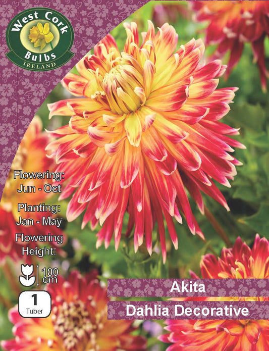 Dahlia Decorative 'Akita'