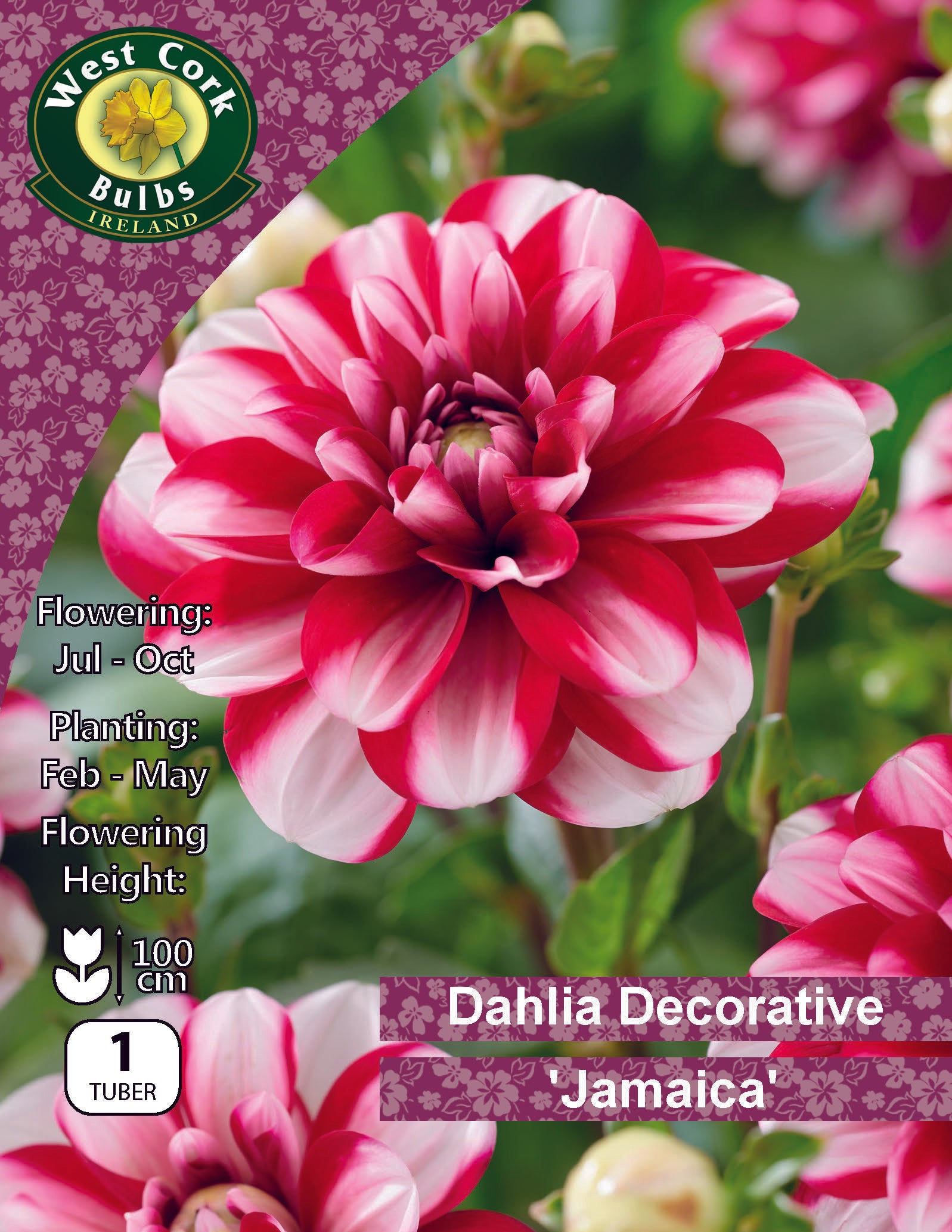 Dahlia Decorative 'Jamaica' - Green's of Ireland Online Garden Shop.  , Greens of Ireland, Daffodil Bulbs, Tulip Bulbs, Crocus Bulbs, Autumn Bulbs, Bulbs, Cheap Bulbs