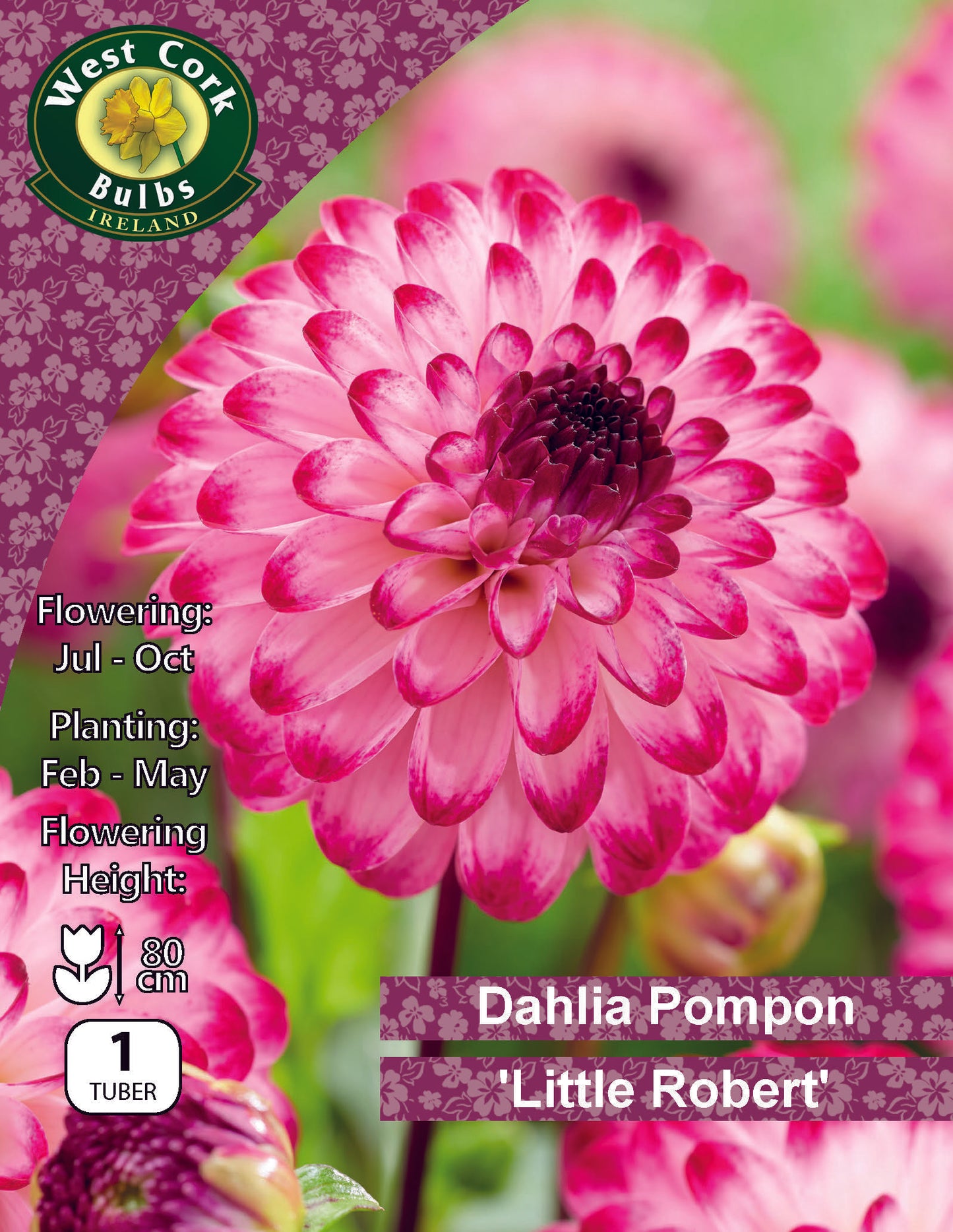 Dahlia Pompon 'Little Robert' - Green's of Ireland Online Garden Shop.  Flower Bulbs, West Cork Bulbs, Daffodil Bulbs, Tulip Bulbs, Crocus Bulbs, Autumn Bulbs, Bulbs, Cheap Bulbs