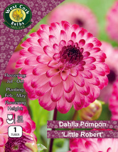 Dahlia Pompon 'Little Robert'