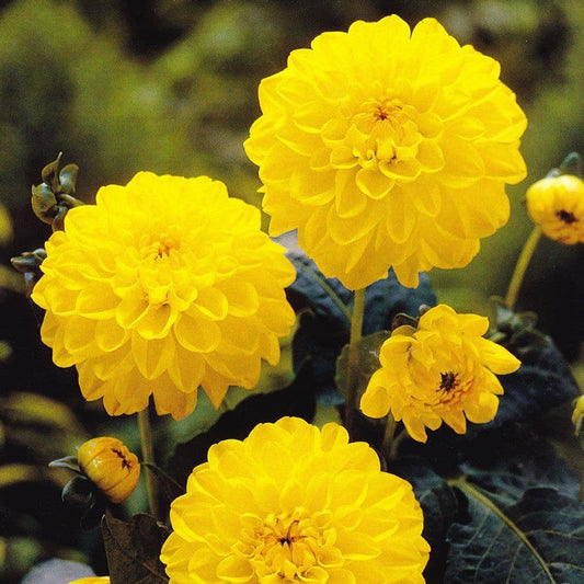 Dahlia 'Sisa' - Green's of Ireland Online Garden Shop.  Flower Bulbs, West Cork Bulbs, Daffodil Bulbs, Tulip Bulbs, Crocus Bulbs, Autumn Bulbs, Bulbs, Cheap Bulbs