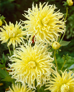 Dahlia Cactus "Colour Spectacle"