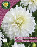 Dahlia Decorative 'Fleurel'