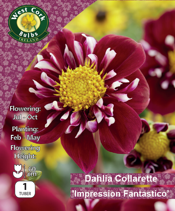 Dahlia Collarette 'Impression Fantastico' - Green's of Ireland Online Garden Shop.  Flower Bulbs, West Cork Bulbs, Daffodil Bulbs, Tulip Bulbs, Crocus Bulbs, Autumn Bulbs, Bulbs, Cheap Bulbs