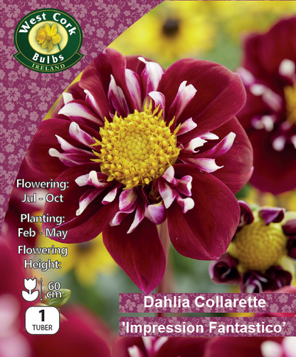 Dahlia Collarette 'Impression Fantastico' - Green's of Ireland Online Garden Shop.  Flower Bulbs, West Cork Bulbs, Daffodil Bulbs, Tulip Bulbs, Crocus Bulbs, Autumn Bulbs, Bulbs, Cheap Bulbs