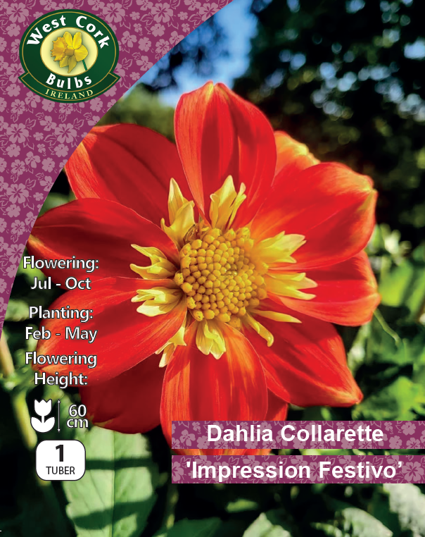 Dahlia Décorative "Orange Nugget"