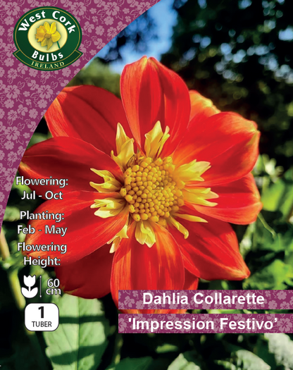 Dahlia Décorative "Orange Nugget"