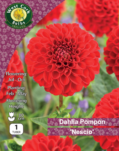 Dahlia Pompon 'Nescio' - Green's of Ireland Online Garden Shop.  Flower Bulbs, West Cork Bulbs, Daffodil Bulbs, Tulip Bulbs, Crocus Bulbs, Autumn Bulbs, Bulbs, Cheap Bulbs