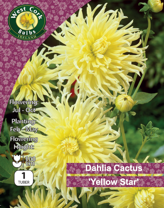 Dahlia Cactus 'Yellow Star'