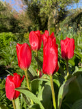 Dwarf Tulip Diantha - Green's of Ireland Online Garden Shop.  Tulips, West Cork Bulbs, Daffodil Bulbs, Tulip Bulbs, Crocus Bulbs, Autumn Bulbs, Bulbs, Cheap Bulbs