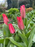 Dwarf Tulip Diantha - Green's of Ireland Online Garden Shop.  Tulips, West Cork Bulbs, Daffodil Bulbs, Tulip Bulbs, Crocus Bulbs, Autumn Bulbs, Bulbs, Cheap Bulbs