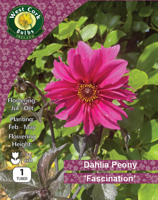 Dahlia Paeony "Fascination"