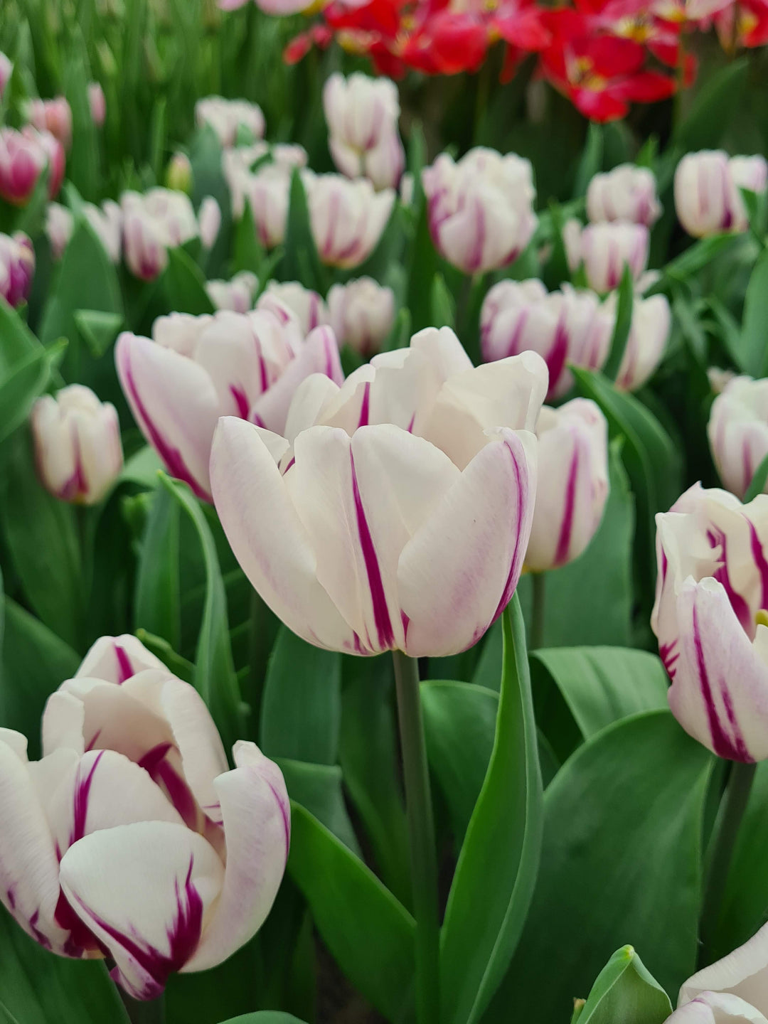 Single Tulip 'Flaming Flag' - Green's of Ireland Online Garden Shop.  Tulips, West Cork Bulbs, Daffodil Bulbs, Tulip Bulbs, Crocus Bulbs, Autumn Bulbs, Bulbs, Cheap Bulbs
