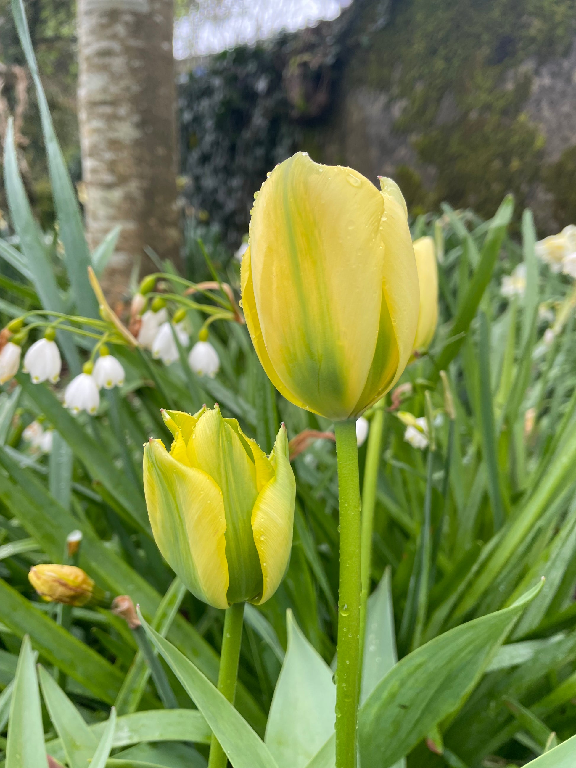 Viridiflora Tulip Formosa - Green's of Ireland Online Garden Shop.  Tulips, West Cork Bulbs, Daffodil Bulbs, Tulip Bulbs, Crocus Bulbs, Autumn Bulbs, Bulbs, Cheap Bulbs