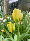 Tulipe Viridiflora <p> Formosa</p>