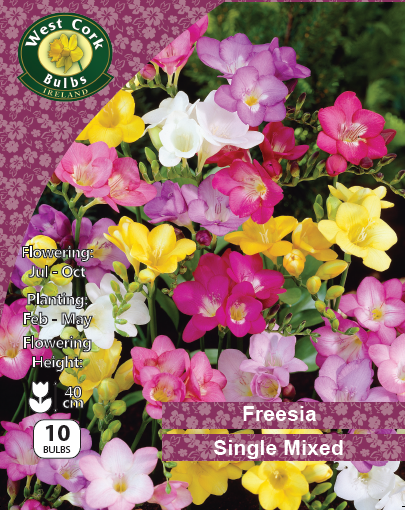 Freesia Single Mixed Spring - Green's of Ireland Online Garden Shop.  Flower Bulbs, West Cork Bulbs, Daffodil Bulbs, Tulip Bulbs, Crocus Bulbs, Autumn Bulbs, Bulbs, Cheap Bulbs