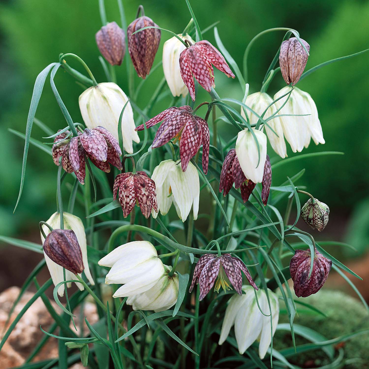 Fritillaria Meleagris Mixed - Green's of Ireland Online Garden Shop.  Fritillaria, West Cork Bulbs, Daffodil Bulbs, Tulip Bulbs, Crocus Bulbs, Autumn Bulbs, Bulbs, Cheap Bulbs