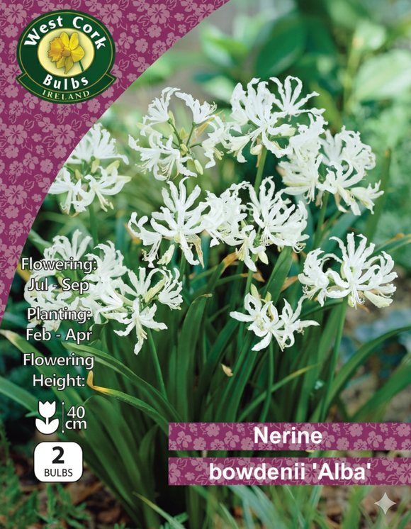 Nerine Bowdenii 'Alba'