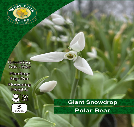 Giant Snowdrop 'Polar Bear'