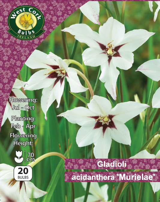Gladioli Acidanthera 'Murielae'