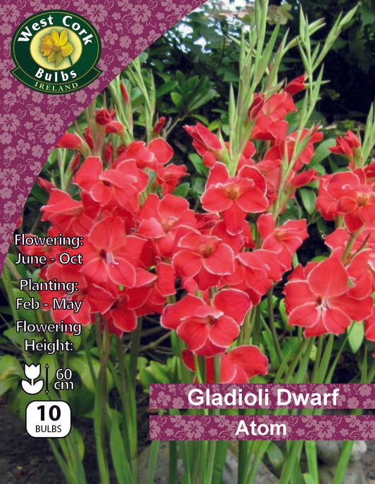 Gladioli Dwarf 'Atom' - Green's of Ireland Online Garden Shop.  Flower Bulbs, West Cork Bulbs, Daffodil Bulbs, Tulip Bulbs, Crocus Bulbs, Autumn Bulbs, Bulbs, Cheap Bulbs