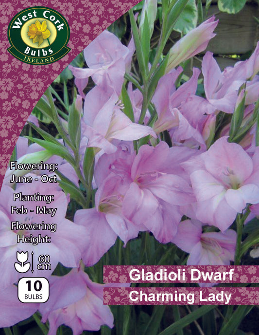 Gladioli Dwarf 'Charming Lady'
