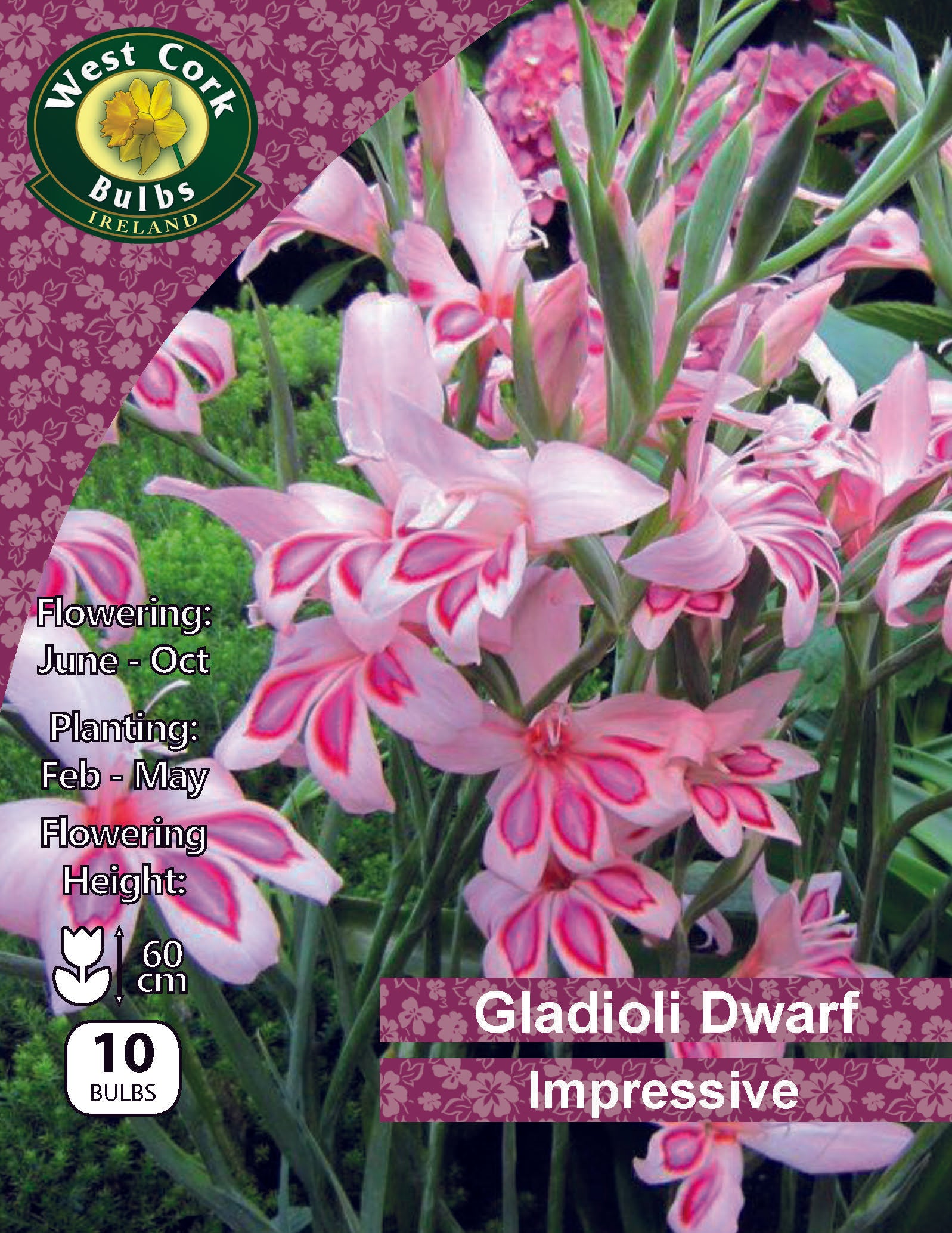 Gladioli Dwarf 'Impressive' - Green's of Ireland Online Garden Shop.  Flower Bulbs, West Cork Bulbs, Daffodil Bulbs, Tulip Bulbs, Crocus Bulbs, Autumn Bulbs, Bulbs, Cheap Bulbs