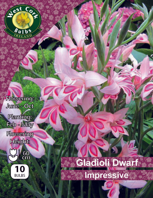 Gladioli Dwarf 'Impressive' - Green's of Ireland Online Garden Shop.  Flower Bulbs, West Cork Bulbs, Daffodil Bulbs, Tulip Bulbs, Crocus Bulbs, Autumn Bulbs, Bulbs, Cheap Bulbs