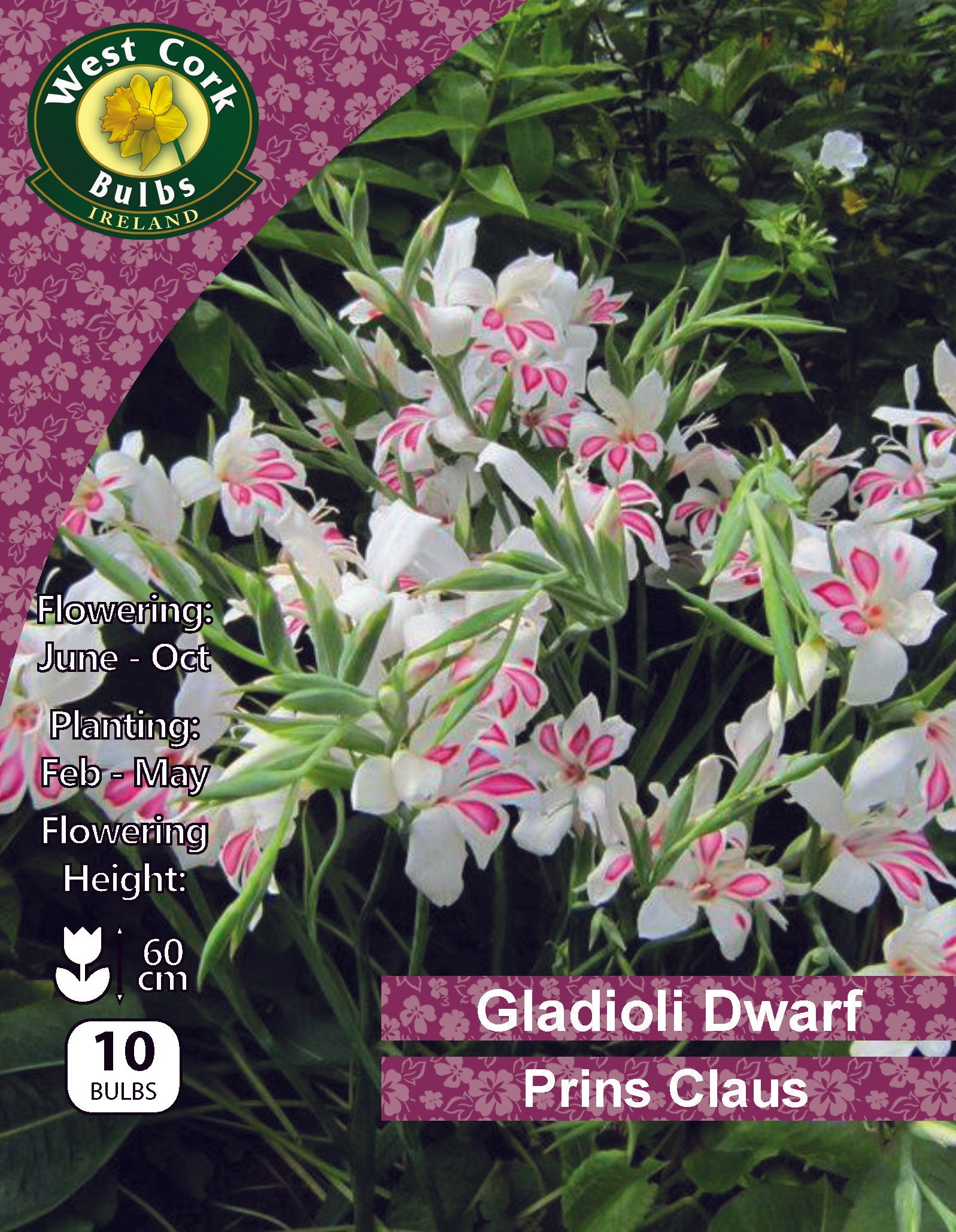Gladioli Dwarf 'Prins Claus' - Green's of Ireland Online Garden Shop.  Flower Bulbs, West Cork Bulbs, Daffodil Bulbs, Tulip Bulbs, Crocus Bulbs, Autumn Bulbs, Bulbs, Cheap Bulbs