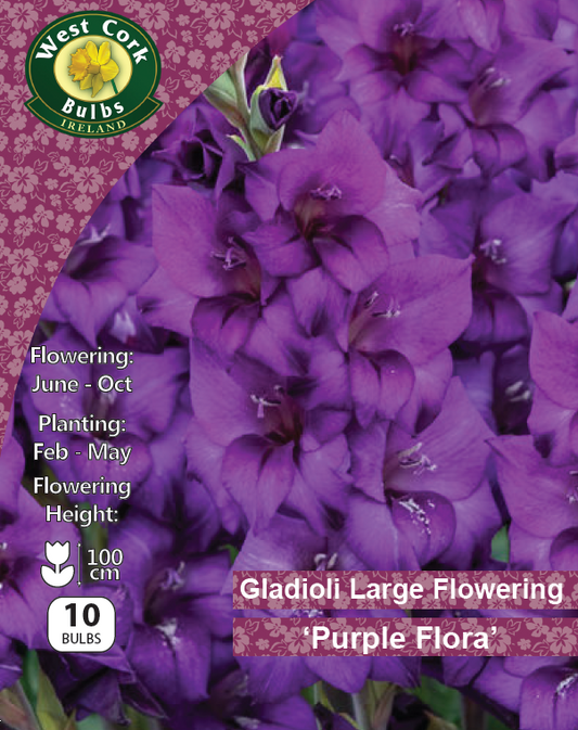 Gladioli Large Flowering 'Purple Flora'
