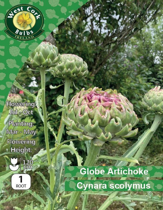Globe Artichoke 'Cynara scolymus'