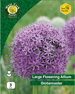Allium Globemaster - Green's of Ireland Online Garden Shop.  Allium, West Cork Bulbs, Daffodil Bulbs, Tulip Bulbs, Crocus Bulbs, Autumn Bulbs, Bulbs, Cheap Bulbs