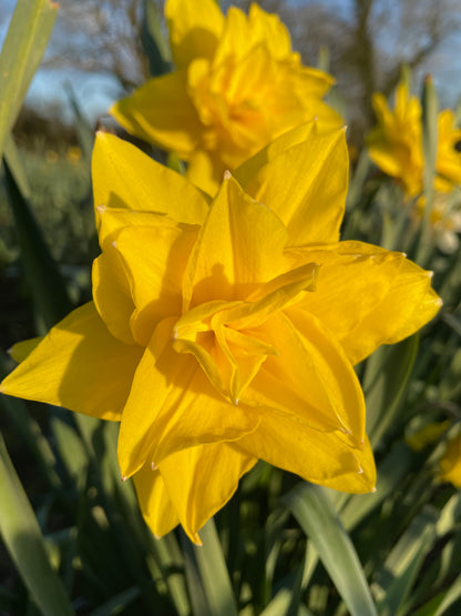 Double Daffodils Golden Ducat - Green's of Ireland Online Garden Shop.  Flower Bulbs, West Cork Bulbs, Daffodil Bulbs, Tulip Bulbs, Crocus Bulbs, Autumn Bulbs, Bulbs, Cheap Bulbs