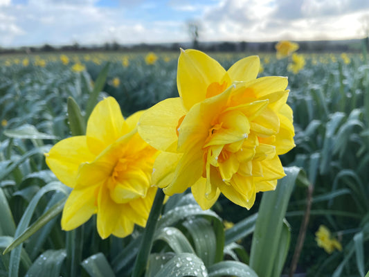 Jonquilles Double <p> Tahiti</p>