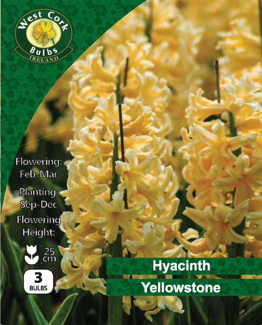 Hyacinth 'Yellowstone' - Green's of Ireland Online Garden Shop.  Hyacinth, West Cork Bulbs, Daffodil Bulbs, Tulip Bulbs, Crocus Bulbs, Autumn Bulbs, Bulbs, Cheap Bulbs