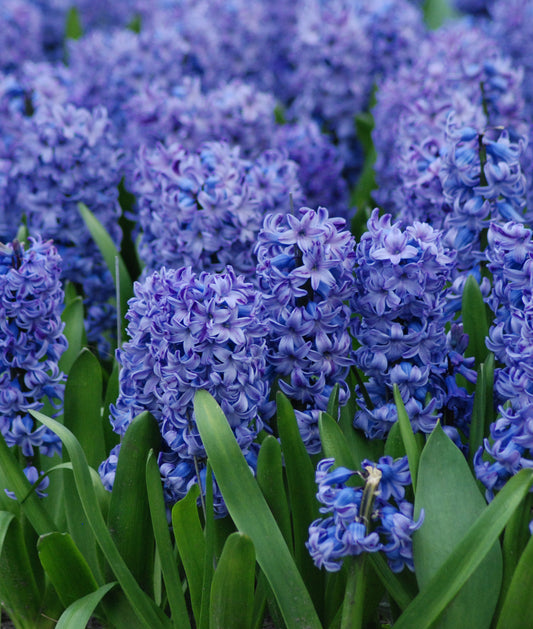 Prepared Hyacinth Delft Blue