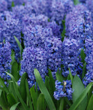 Hyacinth Delft Blue - Green's of Ireland Online Garden Shop.  Hyacinth, West Cork Bulbs, Daffodil Bulbs, Tulip Bulbs, Crocus Bulbs, Autumn Bulbs, Bulbs, Cheap Bulbs