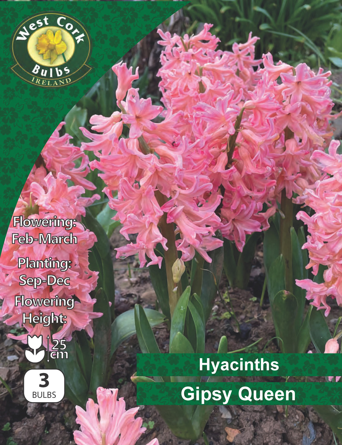 Hyacinth Gipsy Queen - Green's of Ireland Online Garden Shop.  Hyacinth, West Cork Bulbs, Daffodil Bulbs, Tulip Bulbs, Crocus Bulbs, Autumn Bulbs, Bulbs, Cheap Bulbs