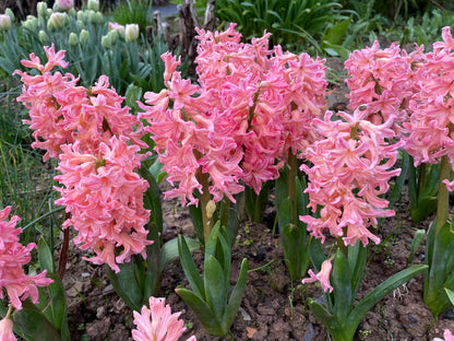 Hyacinth Gipsy Queen - Green's of Ireland Online Garden Shop.  Hyacinth, West Cork Bulbs, Daffodil Bulbs, Tulip Bulbs, Crocus Bulbs, Autumn Bulbs, Bulbs, Cheap Bulbs