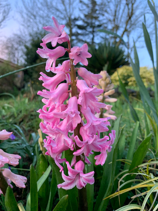 Hyacinth 'Fondant' - Green's of Ireland Online Garden Shop.  Hyacinth, West Cork Bulbs, Daffodil Bulbs, Tulip Bulbs, Crocus Bulbs, Autumn Bulbs, Bulbs, Cheap Bulbs