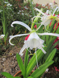 Hymenocalis festalis "Spider lilies"