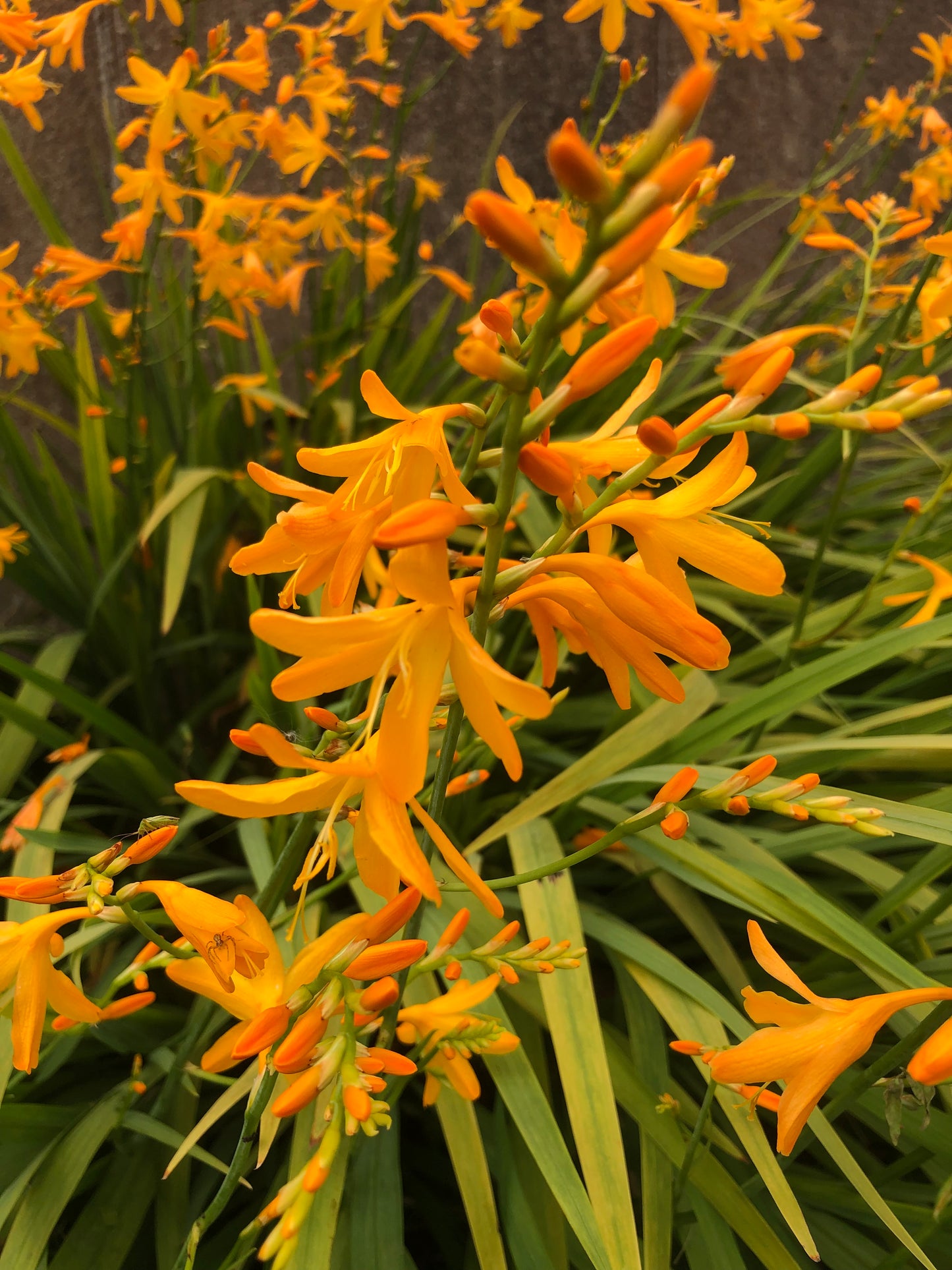 Crocosmia crocosmiaflora 'George Davison' - Green's of Ireland Online Garden Shop.  Flower Bulbs, West Cork Bulbs, Daffodil Bulbs, Tulip Bulbs, Crocus Bulbs, Autumn Bulbs, Bulbs, Cheap Bulbs
