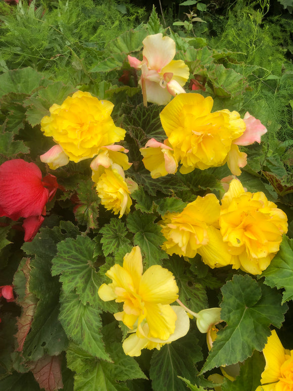 Begonia Double Yellow - Green's of Ireland Online Garden Shop.  Flower Bulbs, West Cork Bulbs, Daffodil Bulbs, Tulip Bulbs, Crocus Bulbs, Autumn Bulbs, Bulbs, Cheap Bulbs