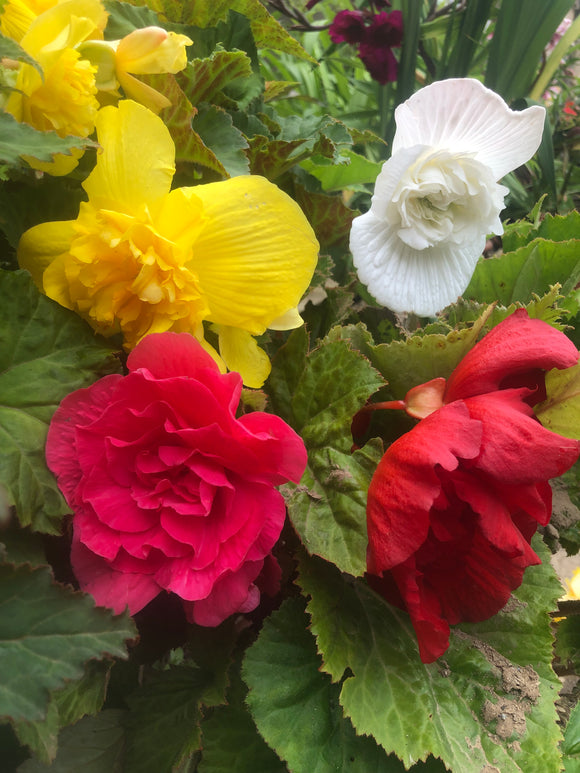 Begonia Double Mix - Green's of Ireland Online Garden Shop.  Flower Bulbs, West Cork Bulbs, Daffodil Bulbs, Tulip Bulbs, Crocus Bulbs, Autumn Bulbs, Bulbs, Cheap Bulbs