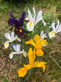 Iris Hollandica Mixed - Green's of Ireland Online Garden Shop.  Iris, West Cork Bulbs, Daffodil Bulbs, Tulip Bulbs, Crocus Bulbs, Autumn Bulbs, Bulbs, Cheap Bulbs